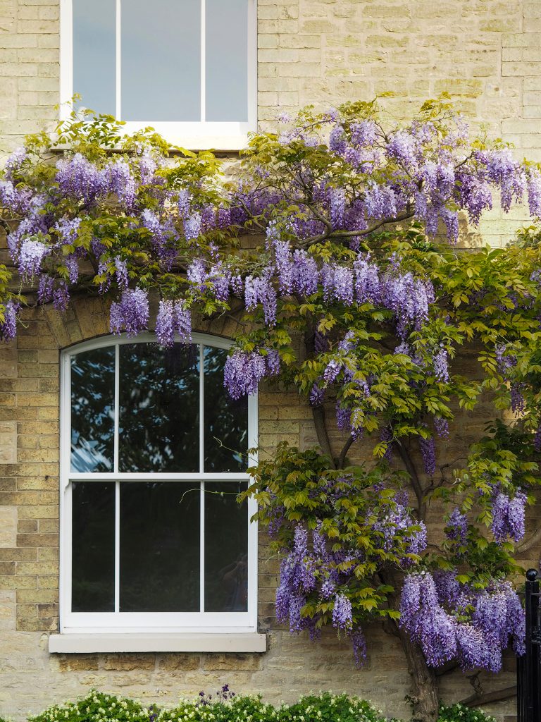 Wisteria Ultimate Rose